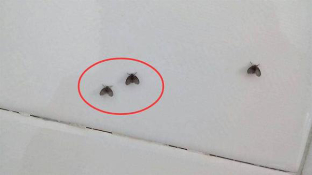 Tổng hợp 5+ cách diệt ruồi giấm trong nhà vệ sinh hiệu quả, an toàn