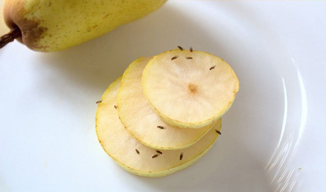 Diệt ruồi giấm bằng trái cây thối
