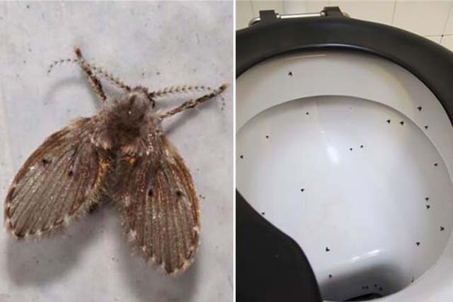 Nguyên nhân ruồi giấm xuất hiện trong nhà vệ sinh